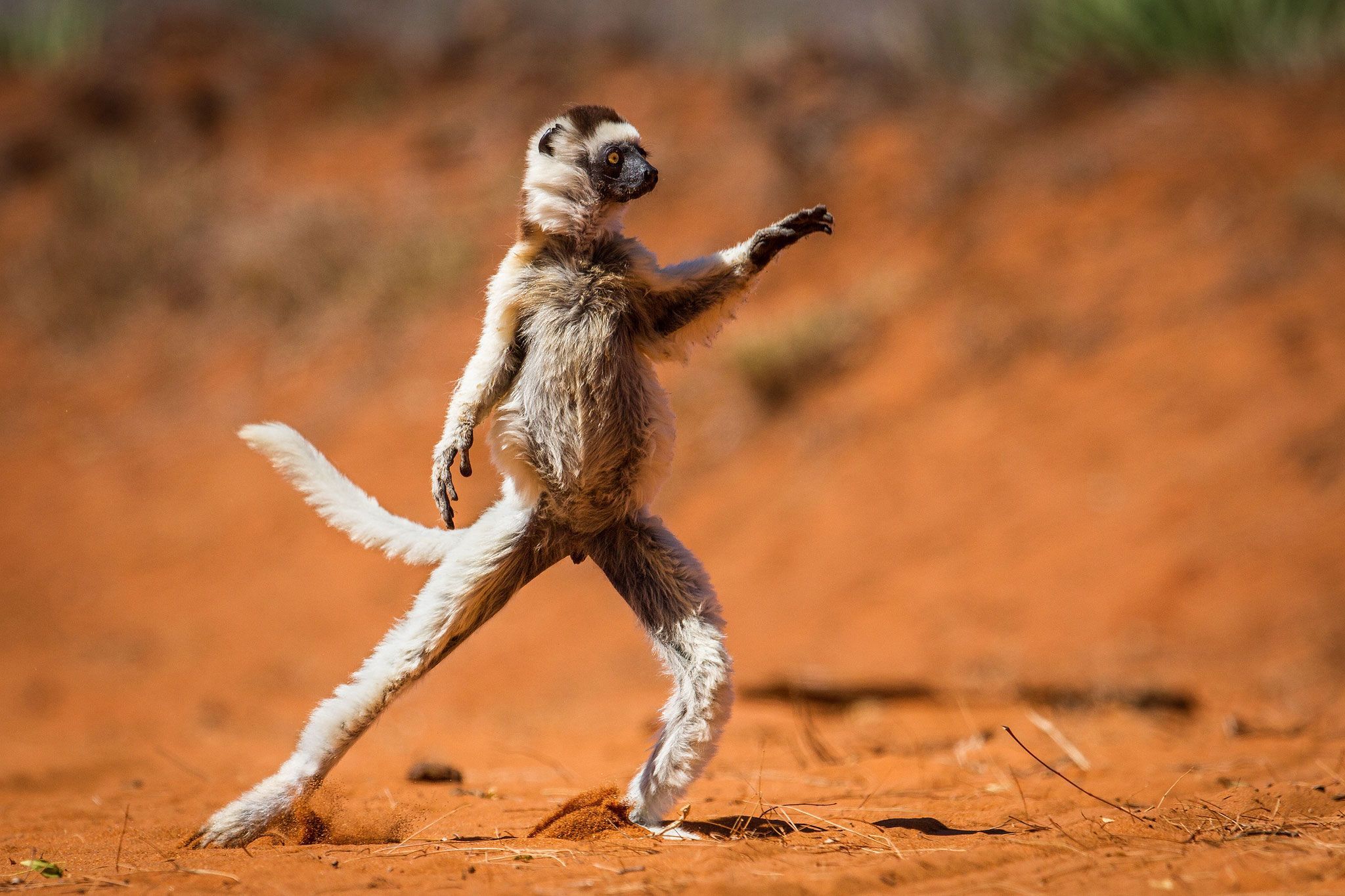 21 Extremely Funny Animal Pictures&Nbsp;