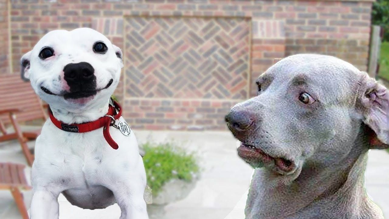 21 Extremely Funny Animal Pictures&Nbsp;