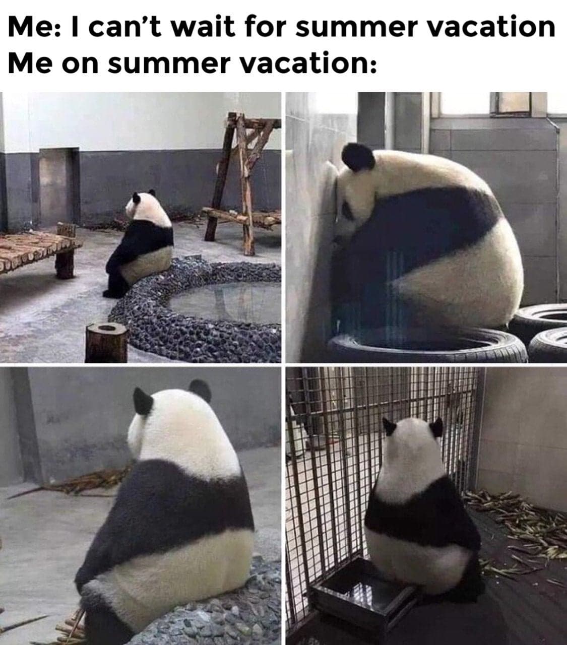 20 Of The Funniest Summer Holiday Pet Pictures