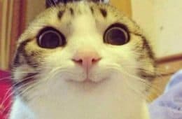20 Cute Summer Cat Pictures To Share With Friends