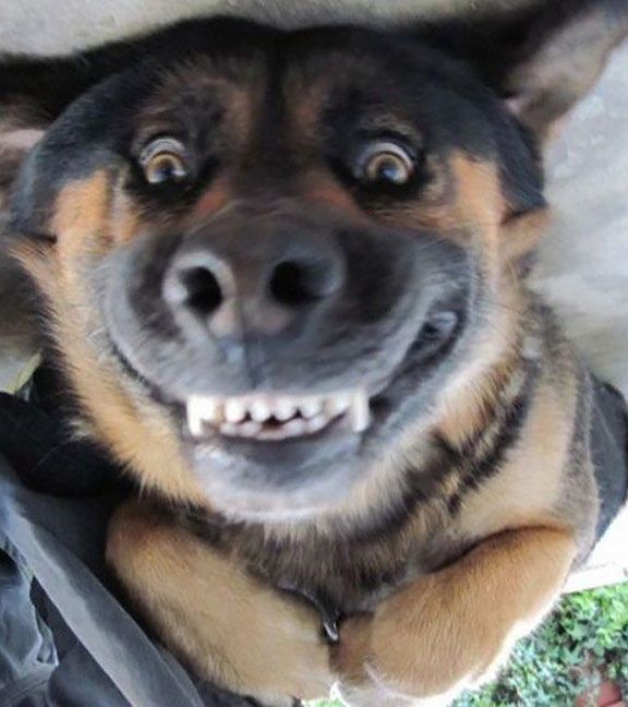 21 Extremely Funny Animal Pictures&Nbsp;