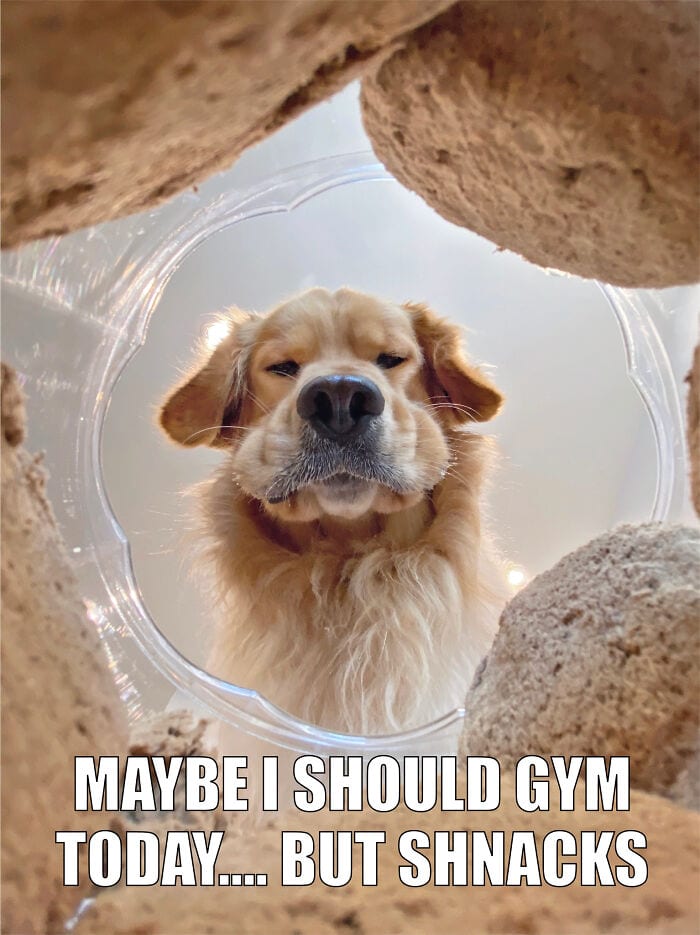 15 Extremely Funny Pet Memes To Improve Your Day 