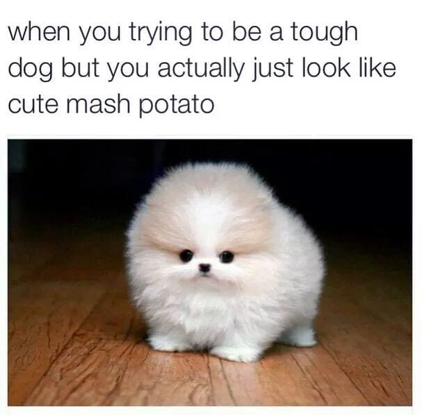 15 Extremely Funny Pet Memes To Improve Your Day 