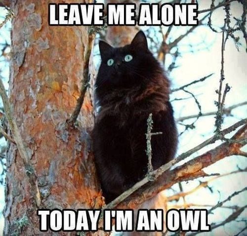 20 Cute Summer Cat Pictures To Share With Friends