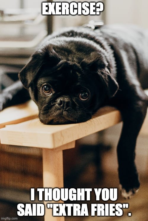20 Cute And Funny Dog Memes For Pet Lovers 