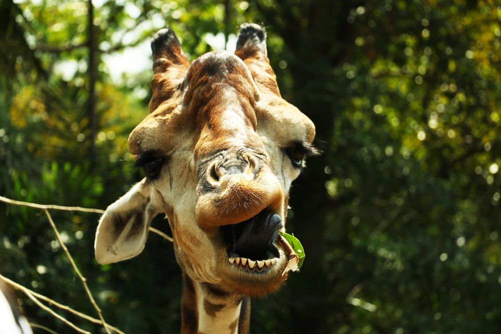 21 Extremely Funny Animal Pictures&Nbsp;
