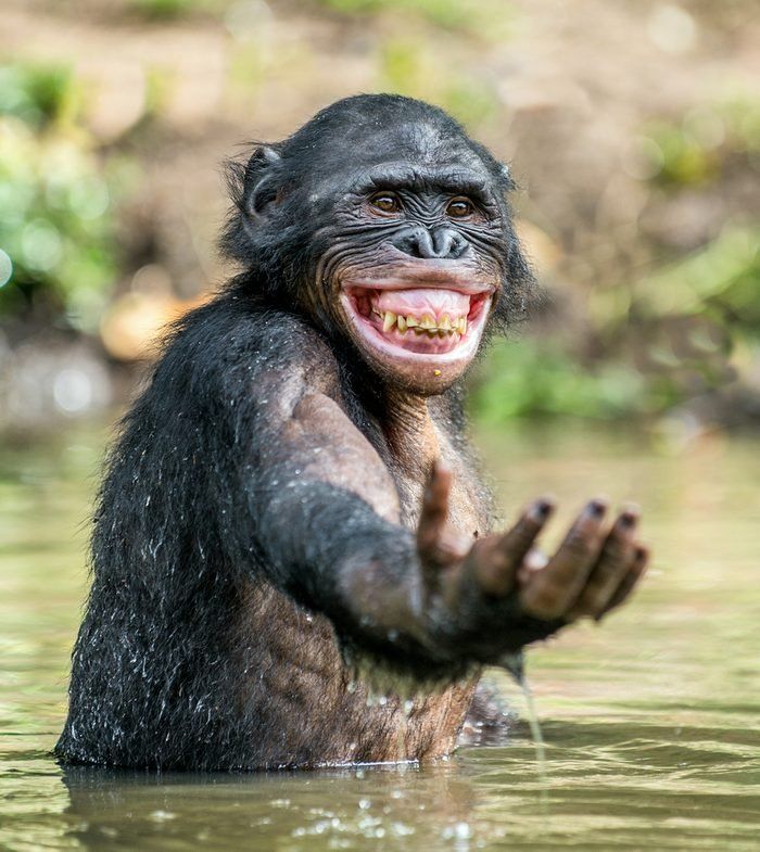 21 Extremely Funny Animal Pictures&Nbsp;