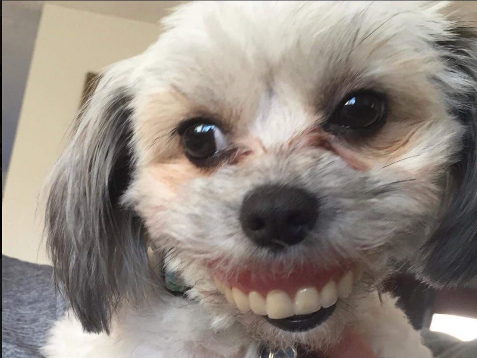 21 Extremely Funny Animal Pictures&Nbsp;