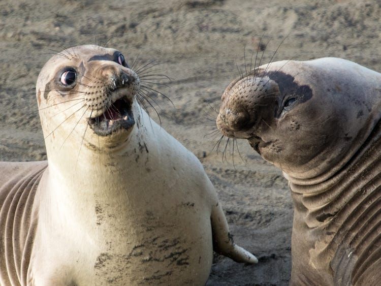 21 Extremely Funny Animal Pictures&Nbsp;