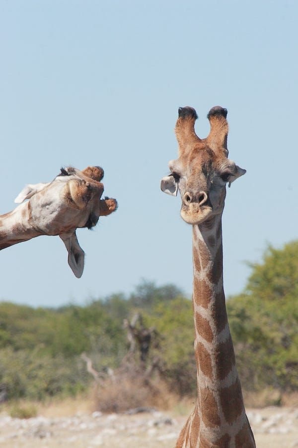 21 Extremely Funny Animal Pictures&Nbsp;