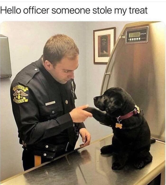 20 Cute And Funny Dog Memes For Pet Lovers 