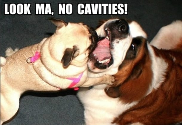 20 Cute And Funny Dog Memes For Pet Lovers 