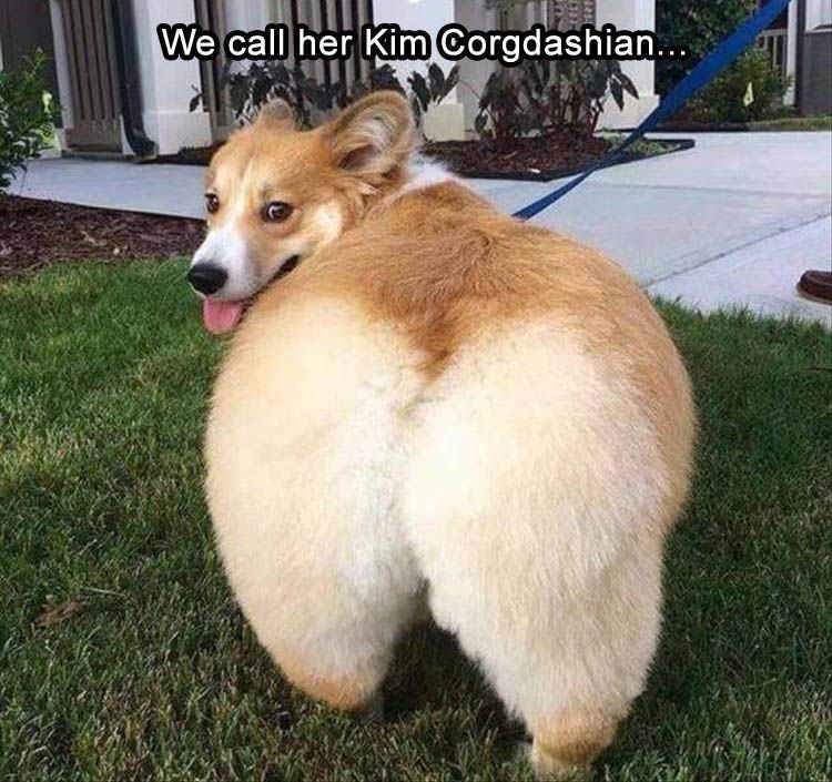 21 Extremely Funny Animal Pictures&Nbsp;