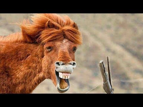 21 Extremely Funny Animal Pictures&Nbsp;