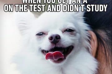 15 Extremely Funny Pet Memes To Improve Your Day