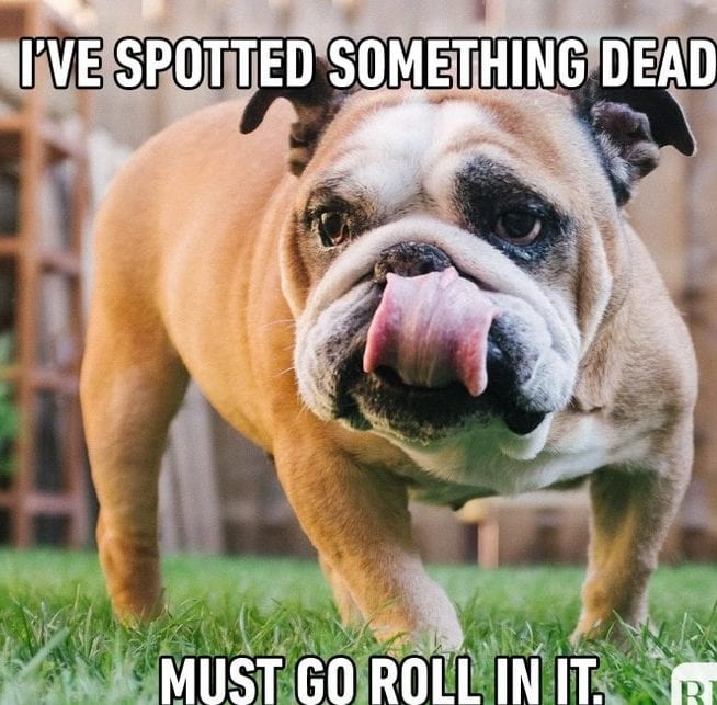 20 Cute And Funny Dog Memes For Pet Lovers 