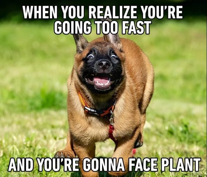 20 Cute And Funny Dog Memes For Pet Lovers 