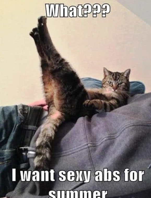 20 Of The Funniest Summer Holiday Pet Pictures