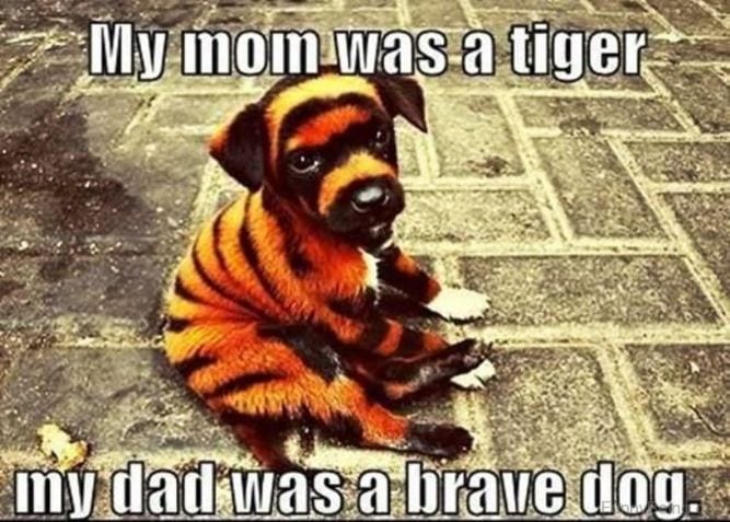 15 Extremely Funny Pet Memes To Improve Your Day 