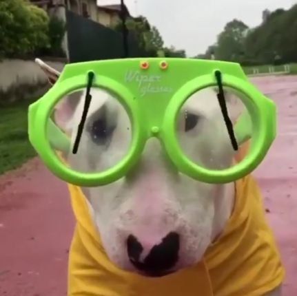 21 Extremely Funny Animal Pictures&Nbsp;