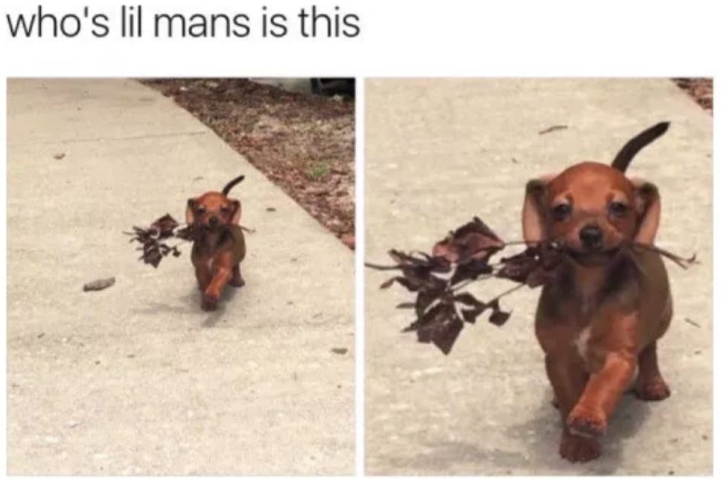 20 Cute And Funny Dog Memes For Pet Lovers 