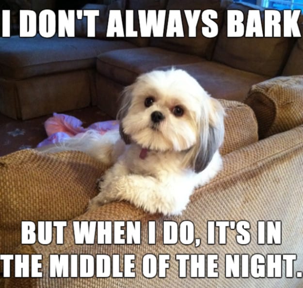 15 Extremely Funny Pet Memes To Improve Your Day 