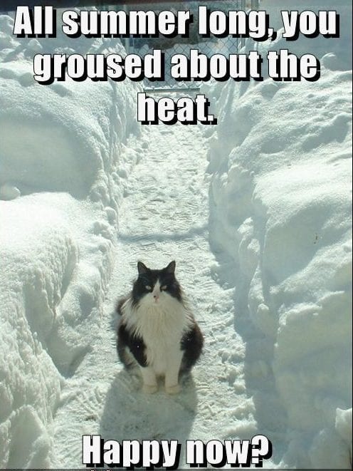 20 Cute Summer Cat Pictures To Share With Friends