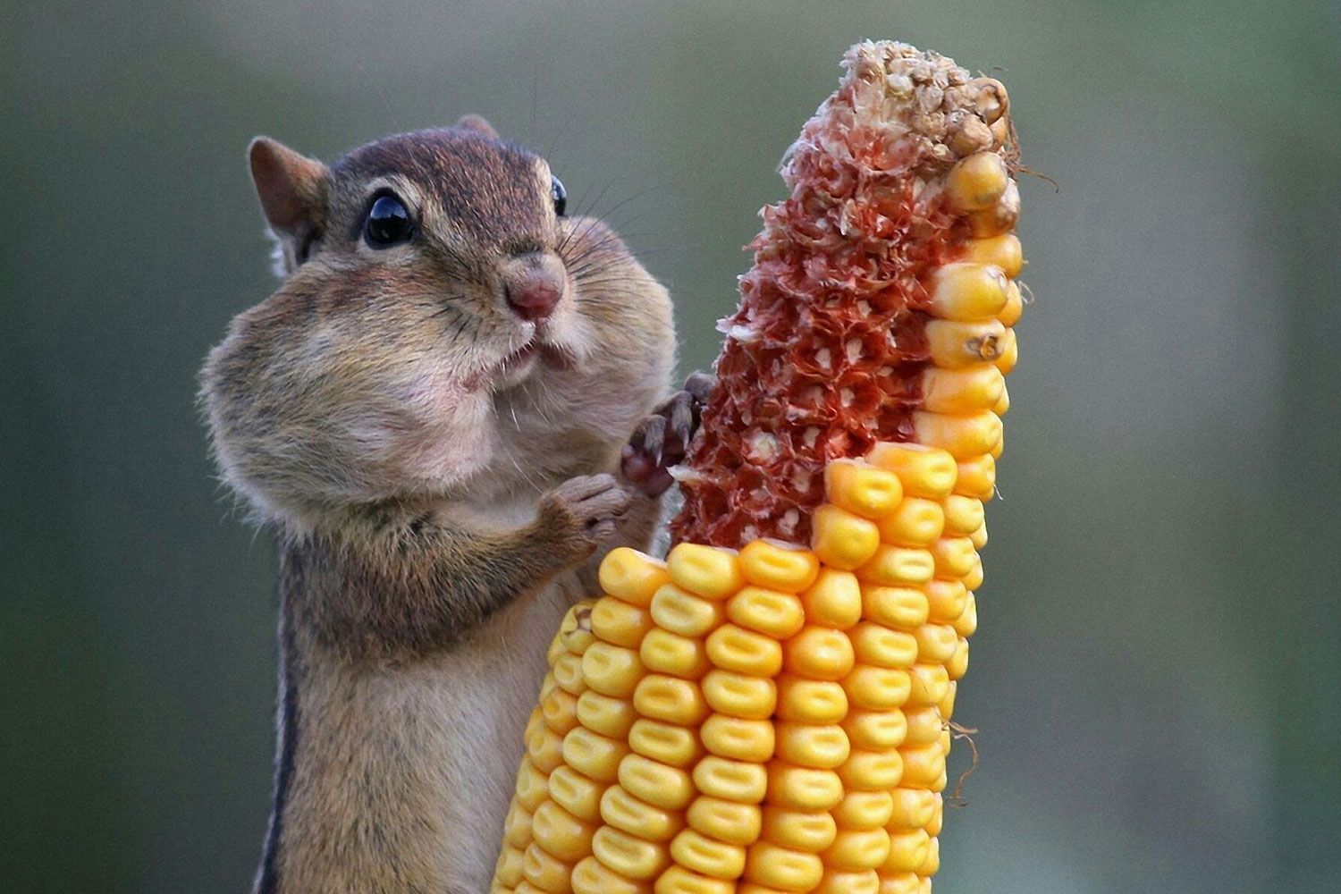 21 Extremely Funny Animal Pictures&Nbsp;