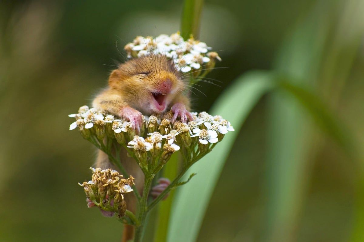 21 Extremely Funny Animal Pictures&Nbsp;