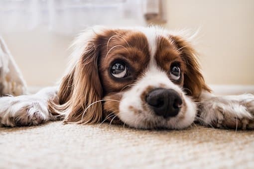 30 Of The Cutest Dogs To Brighten Up Your Day