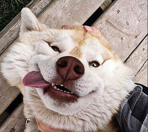 21 Extremely Funny Animal Pictures&Nbsp;