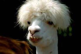 21 Extremely Funny Animal Pictures&Nbsp;