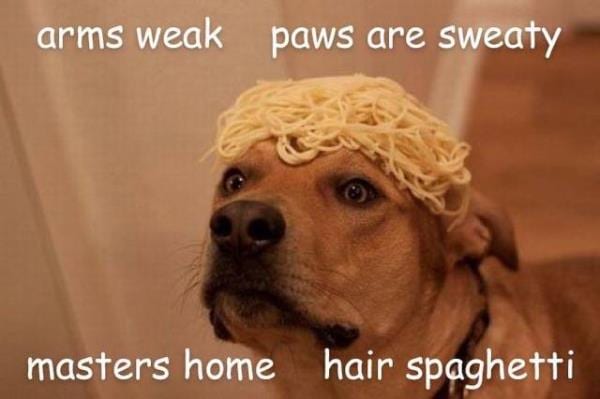 20 Cute And Funny Dog Memes For Pet Lovers 