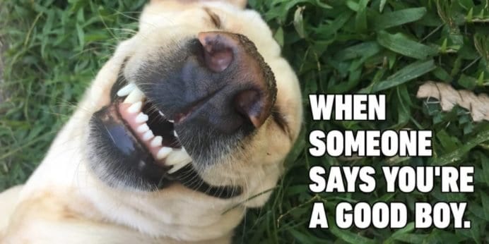 20 Cute And Funny Dog Memes For Pet Lovers 