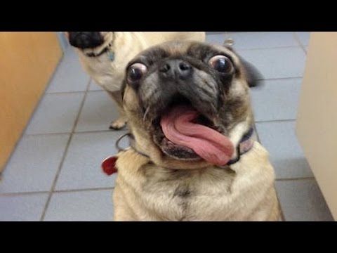 21 Extremely Funny Animal Pictures&Nbsp;