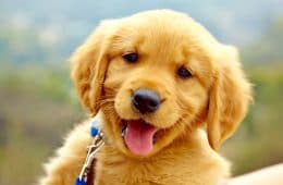30 Of The Cutest Dogs To Brighten Up Your Day