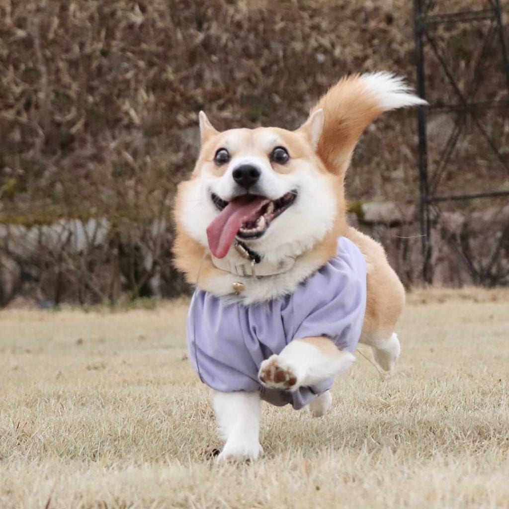 30 Of The Cutest Dogs To Brighten Up Your Day