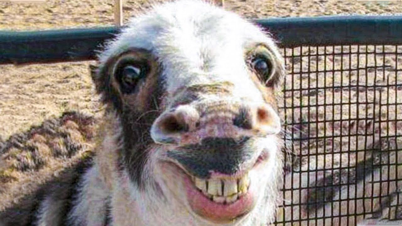 21 Extremely Funny Animal Pictures&Nbsp;