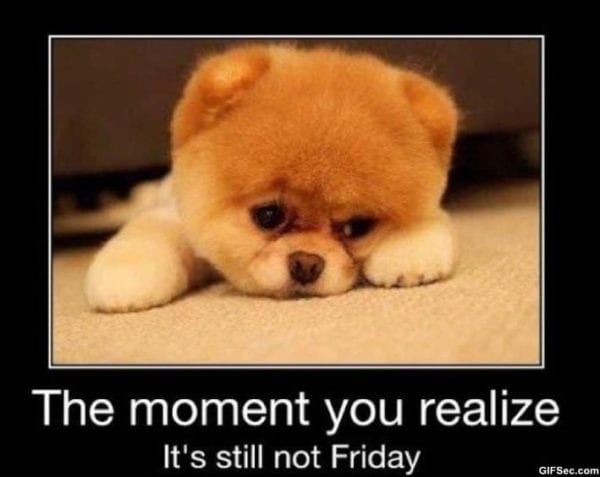 20 Cute And Funny Dog Memes For Pet Lovers 