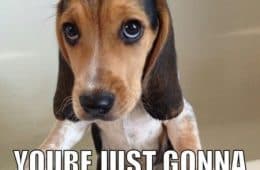 20 Cute And Funny Dog Memes For Pet Lovers