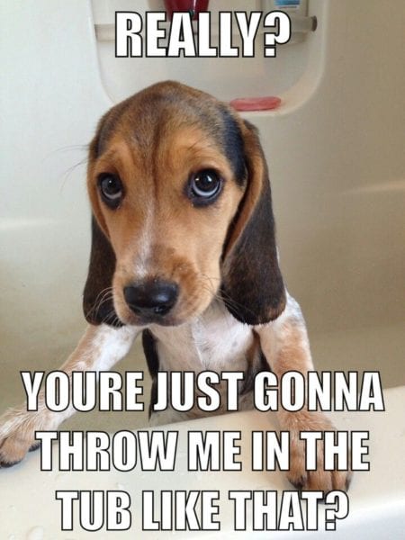 20 Cute And Funny Dog Memes For Pet Lovers 