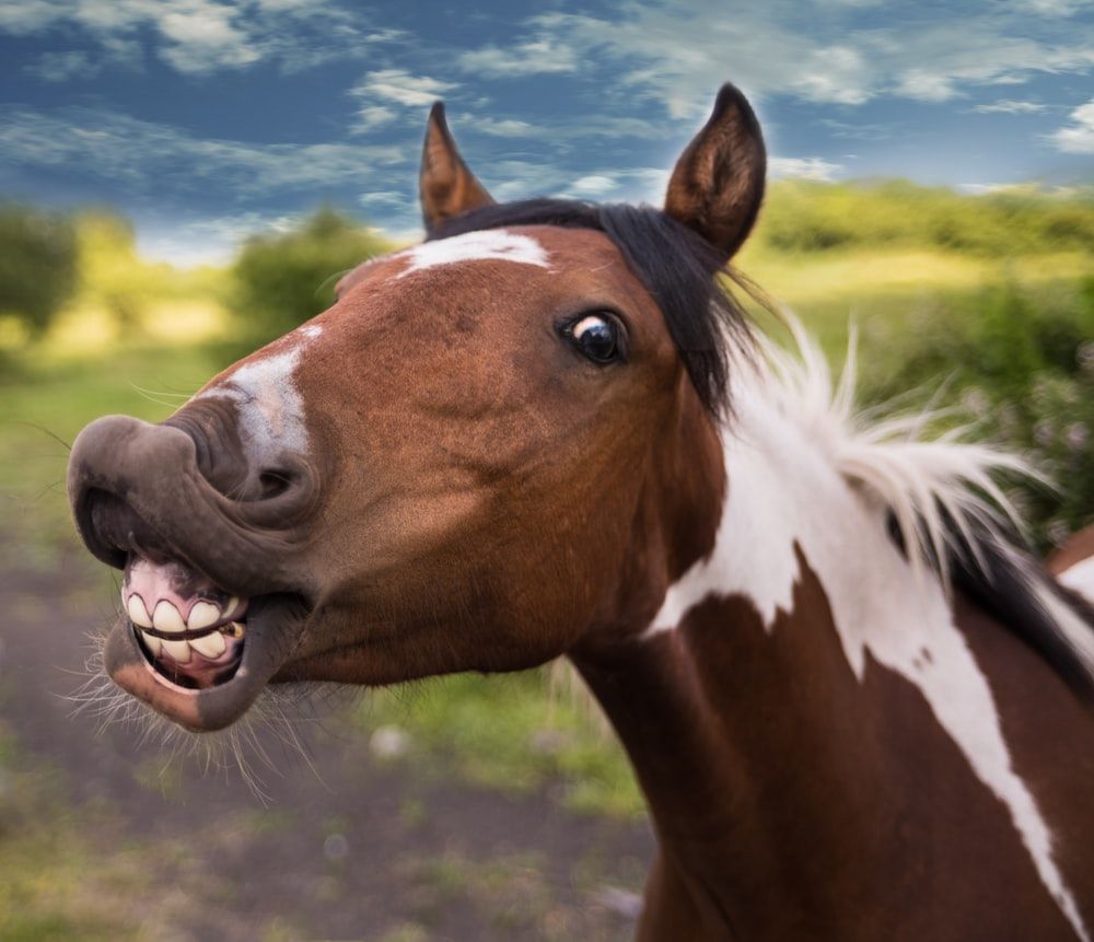 21 Extremely Funny Animal Pictures&Nbsp;