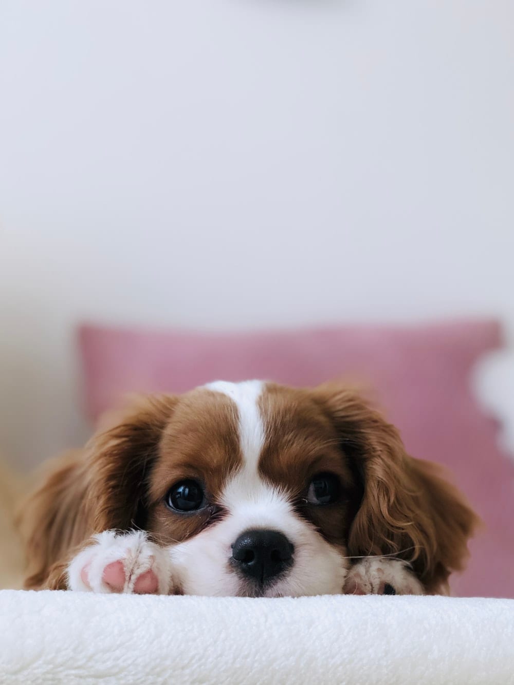 30 Of The Cutest Dogs To Brighten Up Your Day