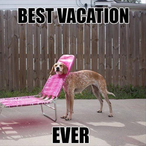 20 Of The Funniest Summer Holiday Pet Pictures