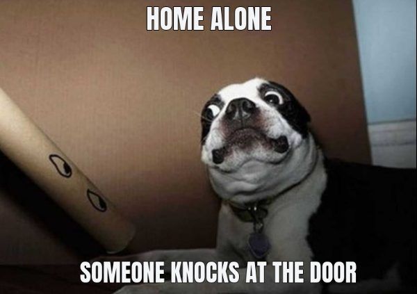 20 Cute And Funny Dog Memes For Pet Lovers