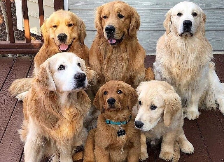 30 Of The Cutest Dogs To Brighten Up Your Day