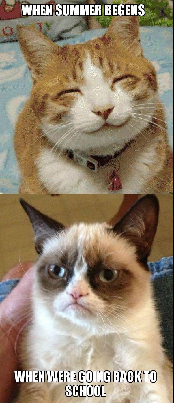 20 Cute Summer Cat Pictures To Share With Friends