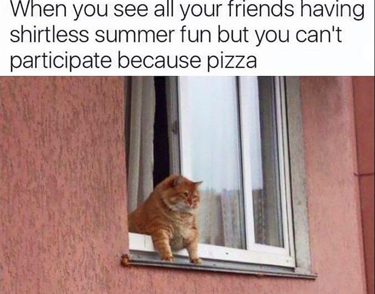 20 Cute Summer Cat Pictures To Share With Friends