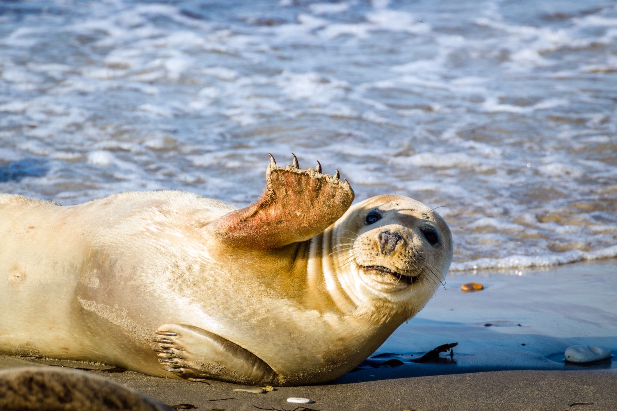 21 Extremely Funny Animal Pictures&Nbsp;