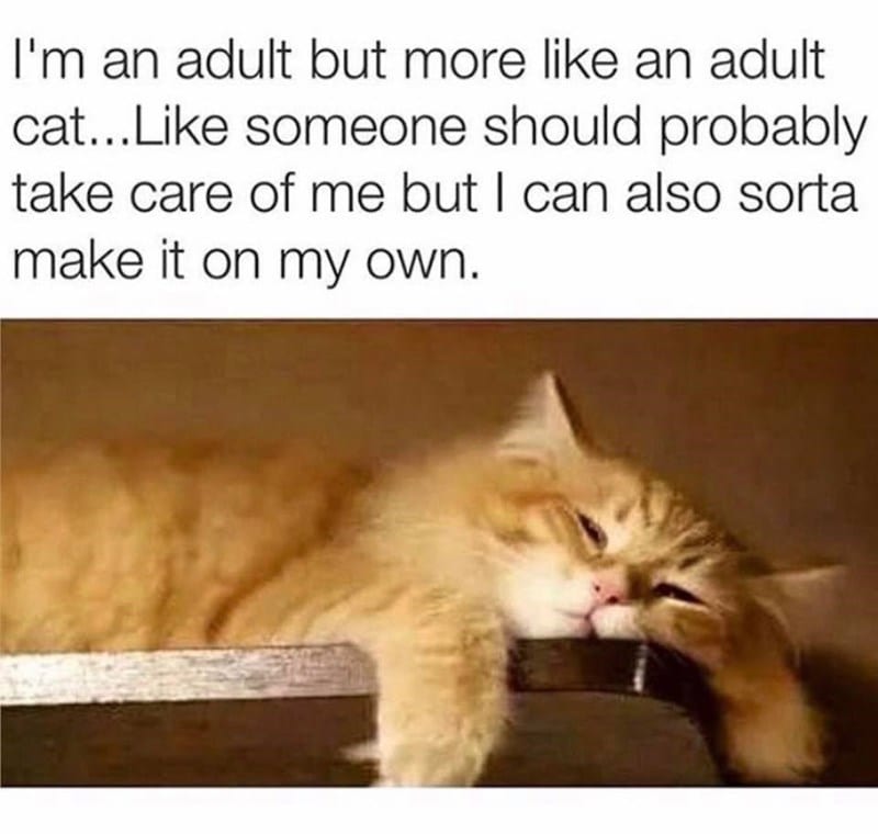 30 Cute And Funny Cat Pictures For Cat Parents